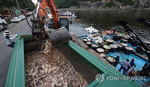 경남도, 고수온·적조 대응 총력..."올여름 수온 평년보다 높아" - 뉴스 썸네일 이미지