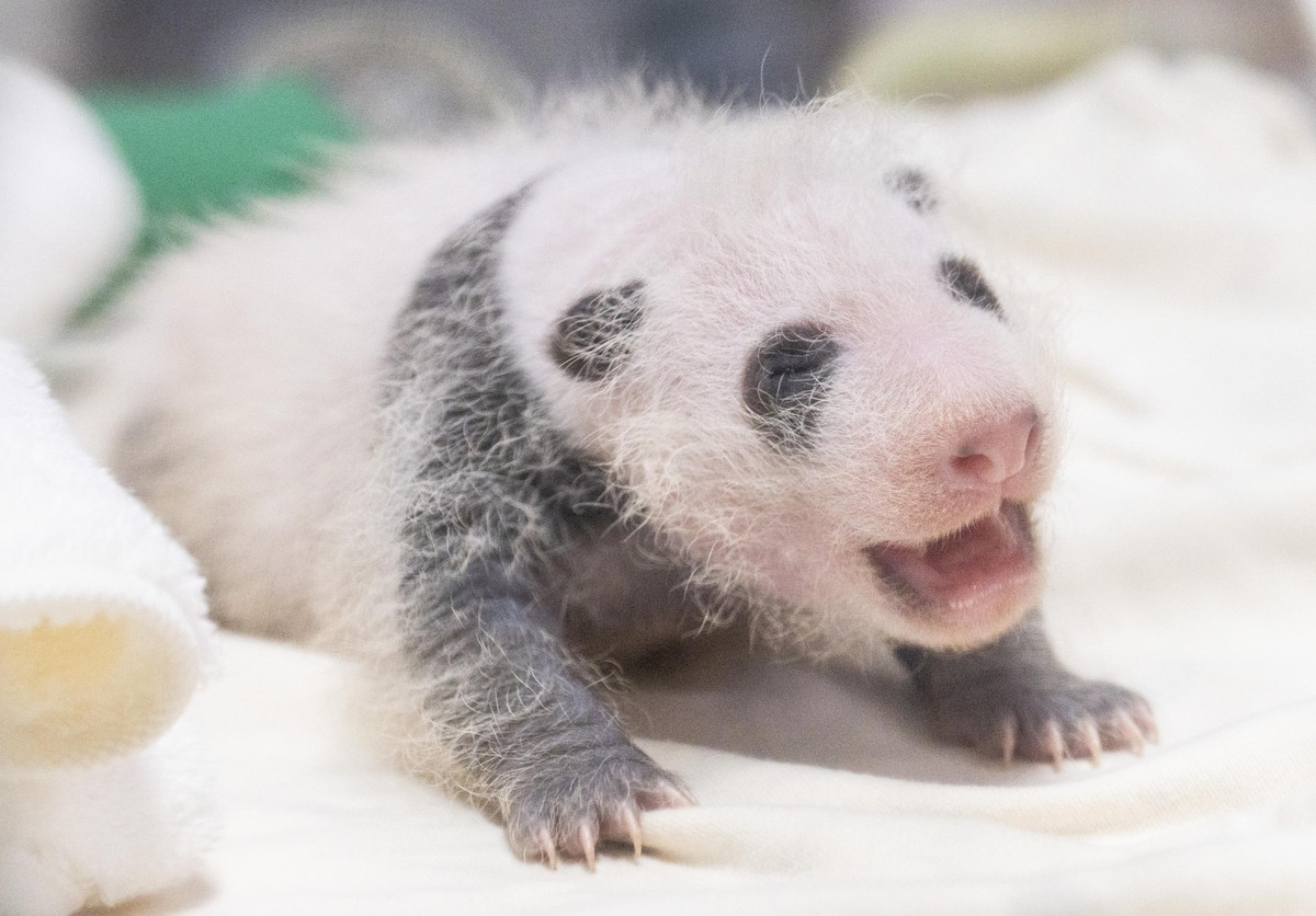 Everland baby panda rapid growth four times heavier in three weeks