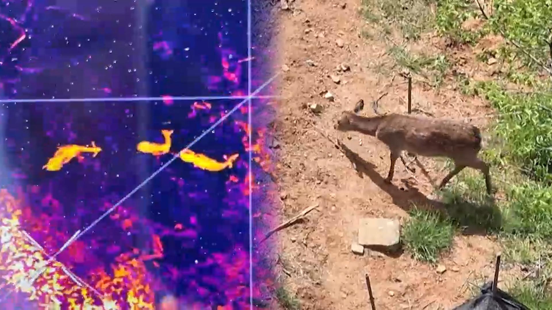 집 나간 사슴 무리 포획 난항...마취총 피해 또 달아나 - 뉴스 썸네일 이미지