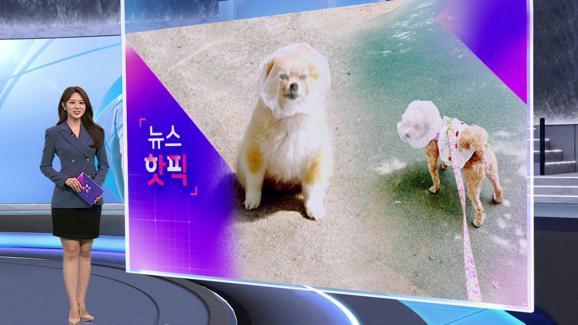 온라인 커뮤니티서 양파망 쓴 반려견 사진 화제