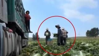 배추엔 포름알데히드·동물약은 마약 전자담배로…中 유통망 비상